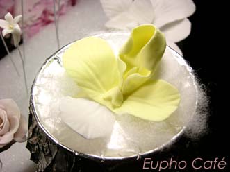 Slipper Orchid-拖鞋蘭